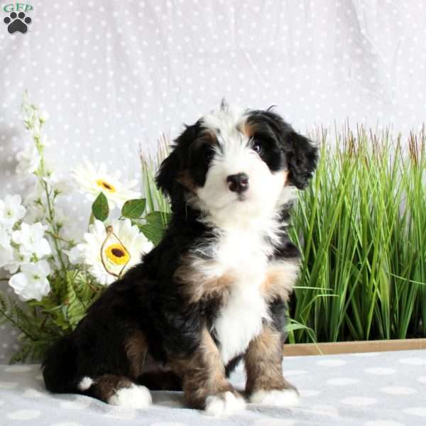 Thatcher, Mini Bernedoodle Puppy