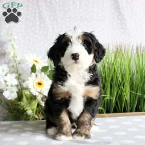 Thatcher, Mini Bernedoodle Puppy