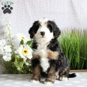 Thatcher, Mini Bernedoodle Puppy