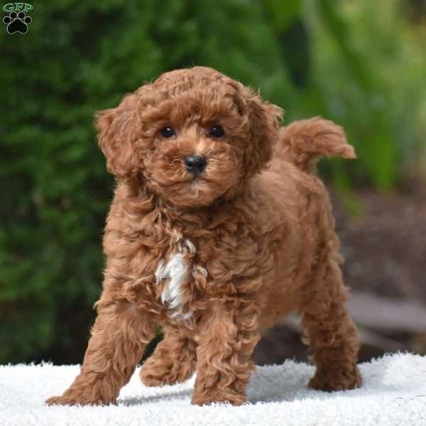 Thatcher, Miniature Poodle Puppy