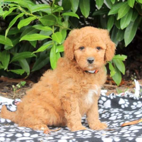 Theo, Golden Cavadoodle Puppy