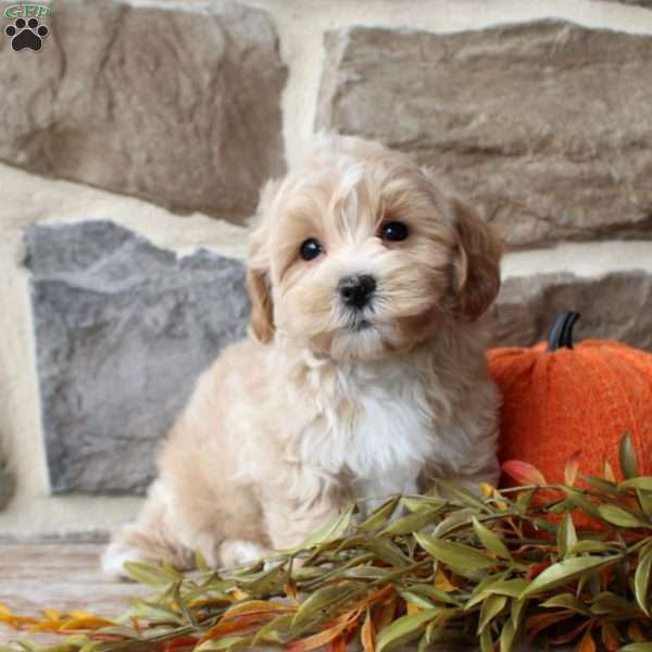 Theo, Maltipoo Puppy