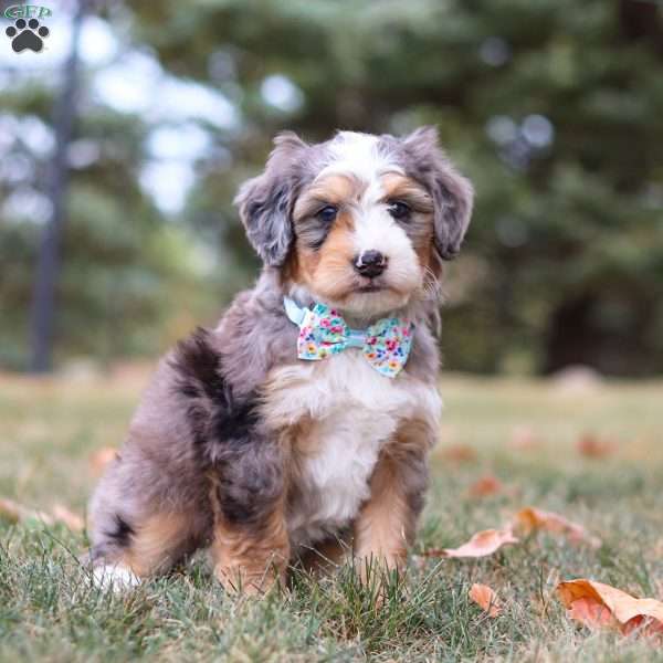 Theo, Mini Bernedoodle Puppy