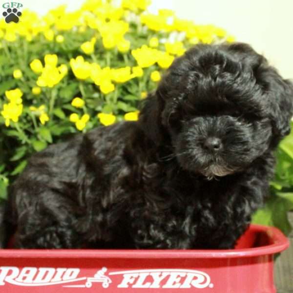 Theresa, Shih-Poo Puppy