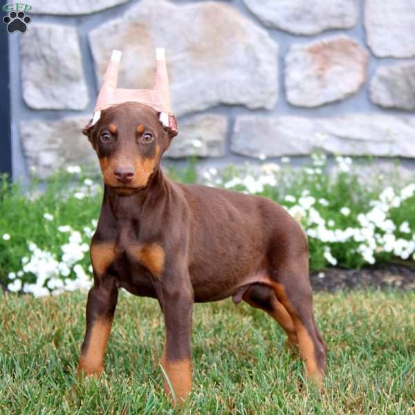 Thomas, Doberman Pinscher Puppy