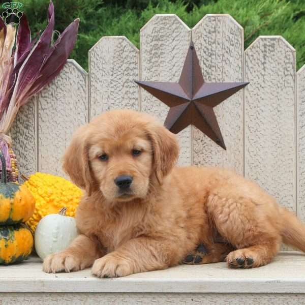 Taffany, Golden Retriever Puppy