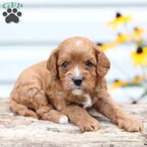 Tiffany, Cavapoo Puppy