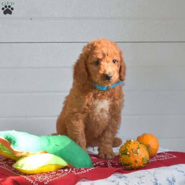 Tigger, Mini Goldendoodle Puppy