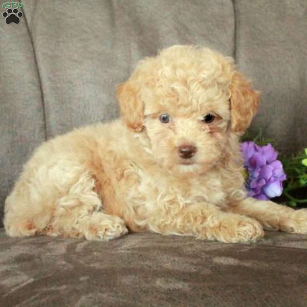 Tillie, Toy Poodle Puppy