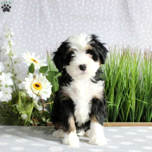 Tilly, Mini Bernedoodle Puppy