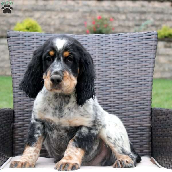 Tim, English Springer Spaniel Puppy