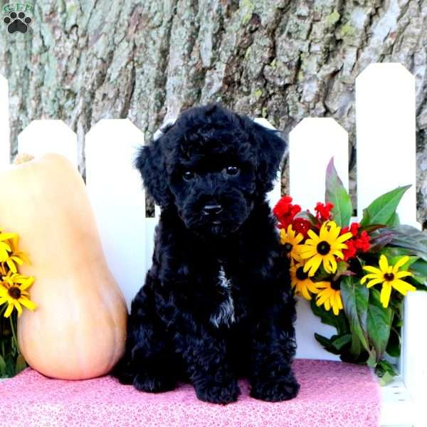 Timber, Toy Poodle Mix Puppy