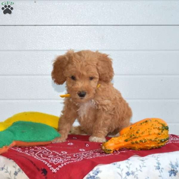 Timber, Mini Goldendoodle Puppy