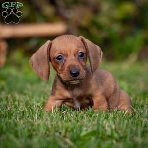 Timmy, Dachshund Puppy