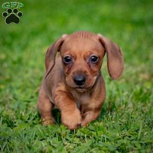 Timmy, Dachshund Puppy