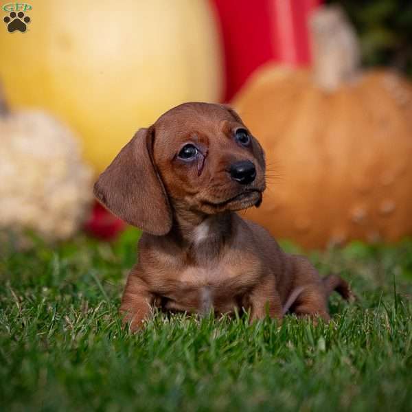 Timmy, Dachshund Puppy