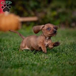 Timmy, Dachshund Puppy