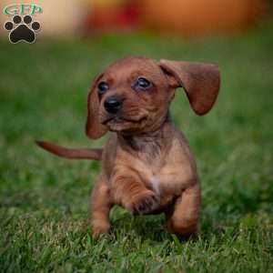 Timmy, Dachshund Puppy