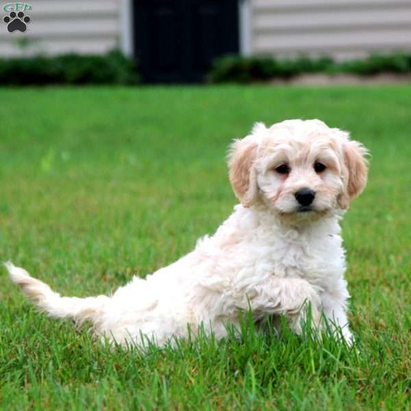 Tina, Mini Labradoodle Puppy