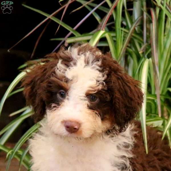 Tina, Mini Bernedoodle Puppy