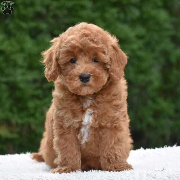 Tinker, Miniature Poodle Puppy