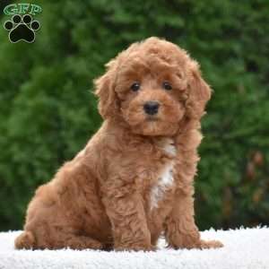 Tinker, Miniature Poodle Puppy