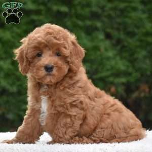 Tinker, Miniature Poodle Puppy