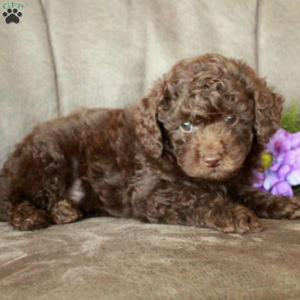 Titan, Toy Poodle Puppy