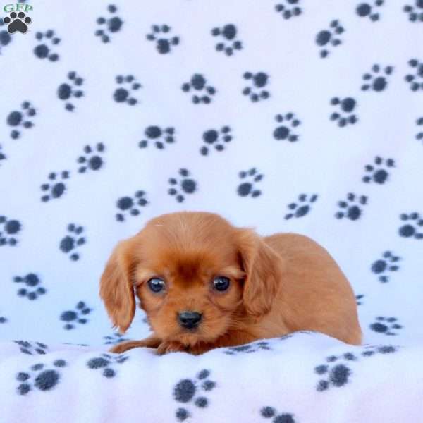 Tito, Cavalier King Charles Spaniel Puppy