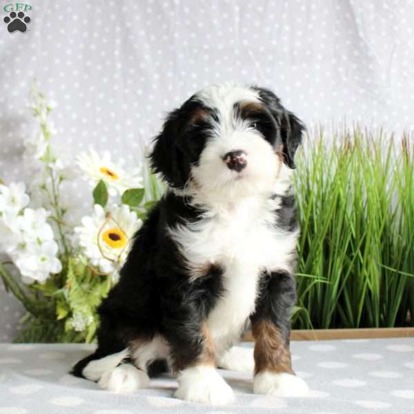 Titus, Mini Bernedoodle Puppy