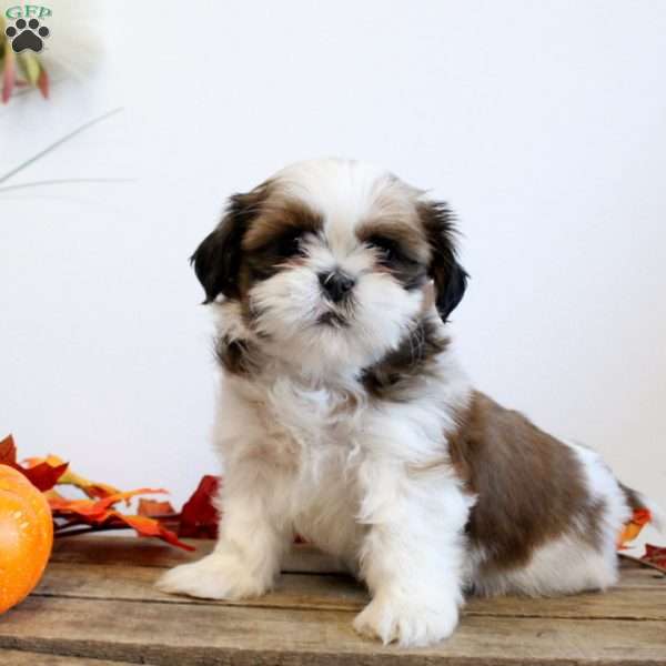 Titus, Shih Tzu Puppy