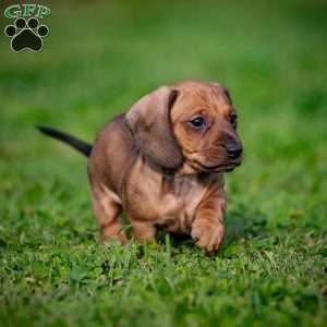 Toby, Dachshund Puppy