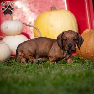 Toby, Dachshund Puppy