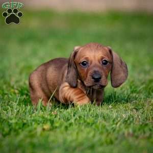 Toby, Dachshund Puppy