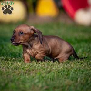 Toby, Dachshund Puppy