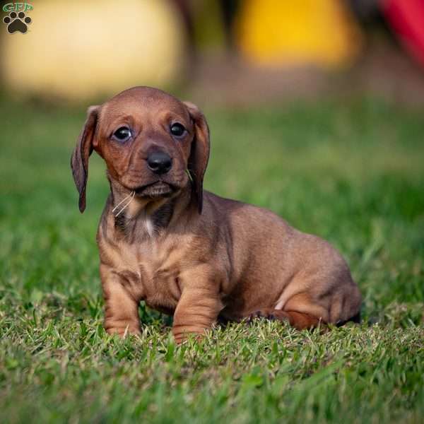 Toby, Dachshund Puppy