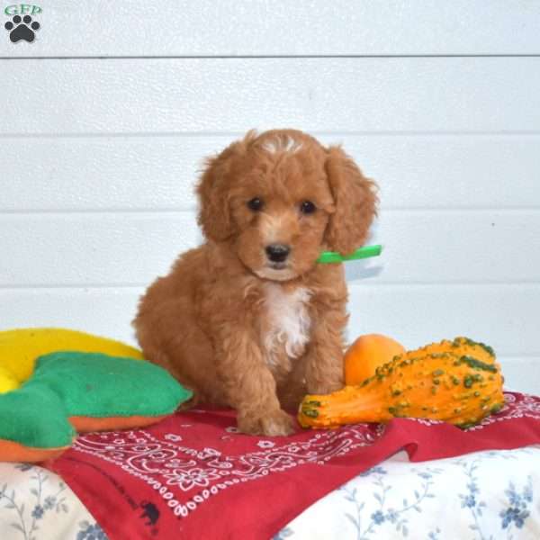 Toby, Mini Goldendoodle Puppy