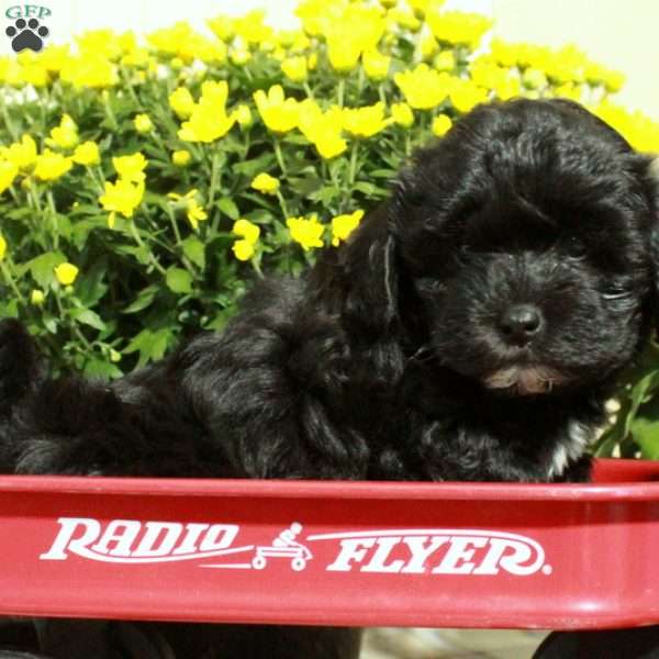 Toby, Shih-Poo Puppy