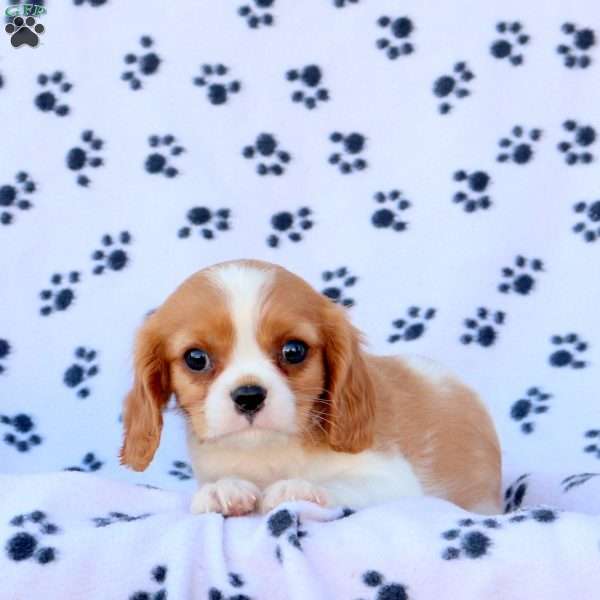 Toby, Cavalier King Charles Spaniel Puppy