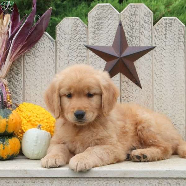 Toby, Golden Retriever Puppy