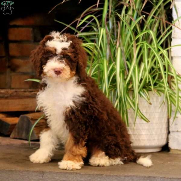 Toby, Mini Bernedoodle Puppy