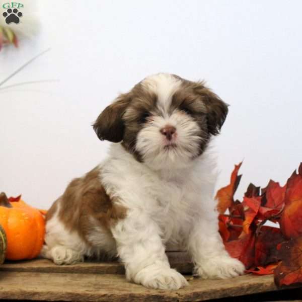 Toby, Shih Tzu Puppy