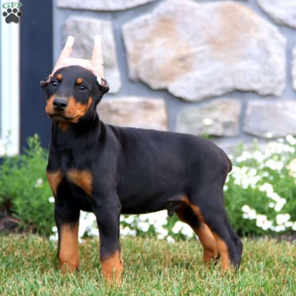 Toby, Doberman Pinscher Puppy