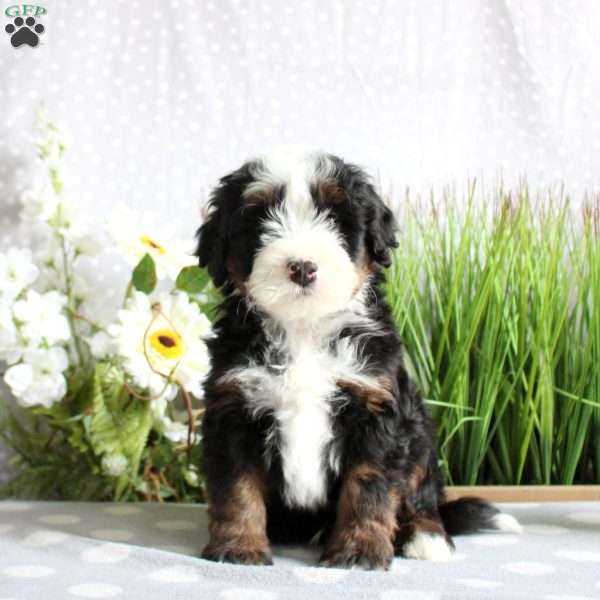 Toby, Mini Bernedoodle Puppy