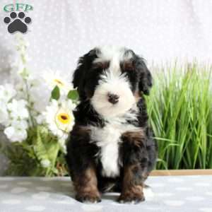 Toby, Mini Bernedoodle Puppy