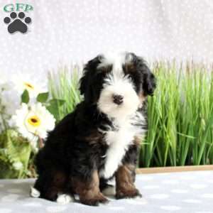 Toby, Mini Bernedoodle Puppy