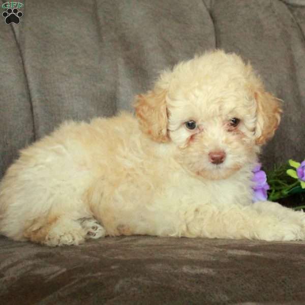 Todd, Toy Poodle Puppy