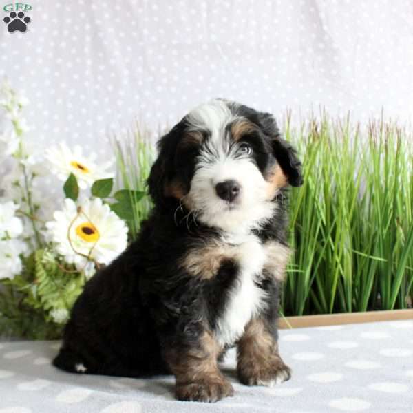 Tommy, Mini Bernedoodle Puppy