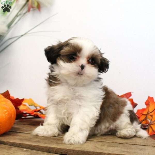 Tommy, Shih Tzu Puppy