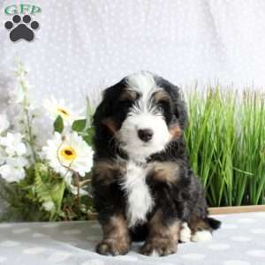 Tommy, Mini Bernedoodle Puppy